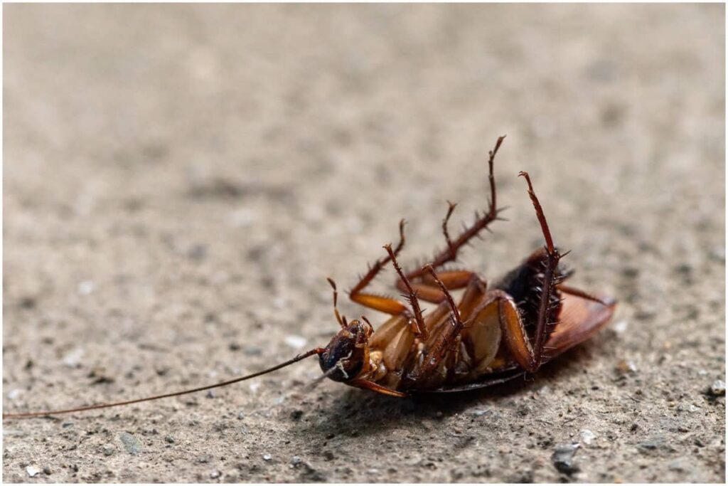 Can Keeping Your Home Clean Help Prevent Roach Infestations in Arlington?